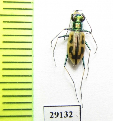 Hypaetha copulata, male  Iran, Sistan prov. - INSECTS-STORE.RU