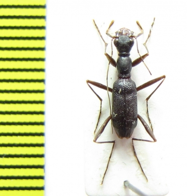 Pogonostoma vybirali  Madagascar - INSECTS-STORE.RU