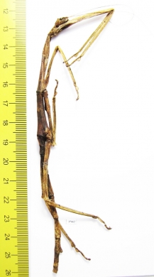 Phasmatodea sp., female  Panama 140mm - INSECTS-STORE.RU