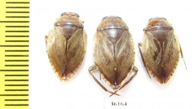 Hemiptera sp.  Thailand - INSECTS-STORE.RU