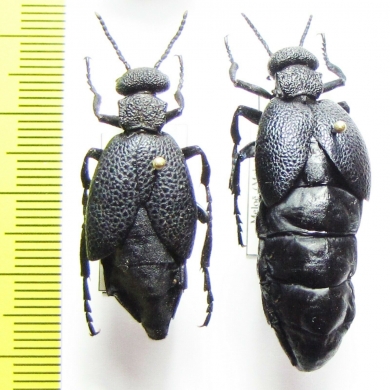 Meloe cicatricosus  Russia, Belgorod reg. - INSECTS-STORE.RU