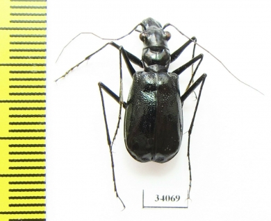 Oxycheila sp.  Ecuador - INSECTS-STORE.RU