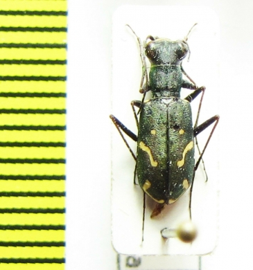 Cylindera ? obliquefasciata  Kazakhstan - INSECTS-STORE.RU