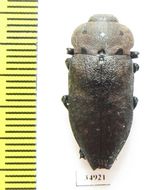 Capnodis porosa  Armenia - INSECTS-STORE.RU