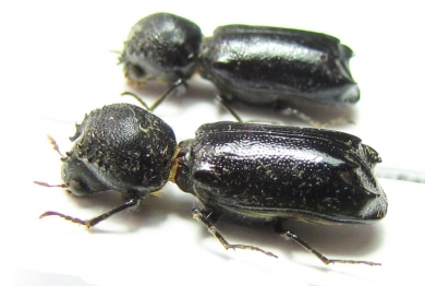 Bostrichidae sp.  Bolivia - INSECTS-STORE.RU