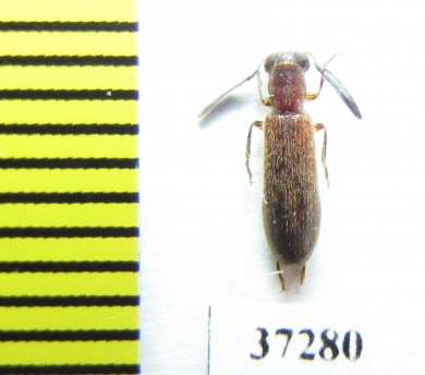 Cleridae sp.  South Africa Rep. - INSECTS-STORE.RU