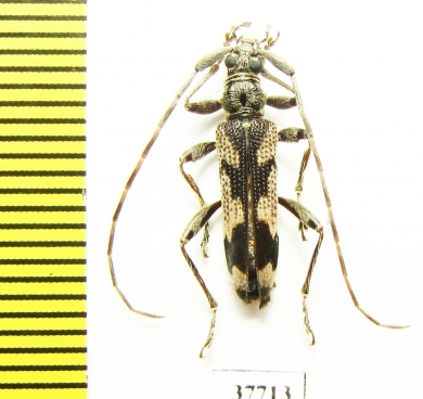 Cerambycidae sp.  South Africa Rep. - INSECTS-STORE.RU