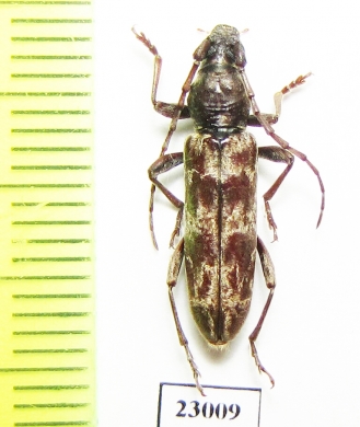 Cerambycidae sp.  South Africa Rep. - INSECTS-STORE.RU