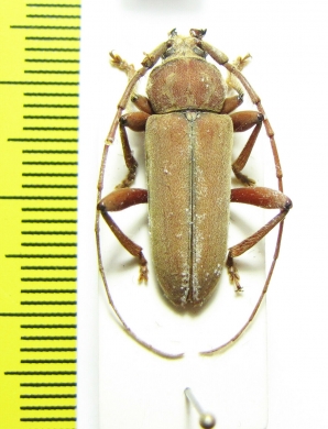 Cerambycidae sp.  Congo - INSECTS-STORE.RU
