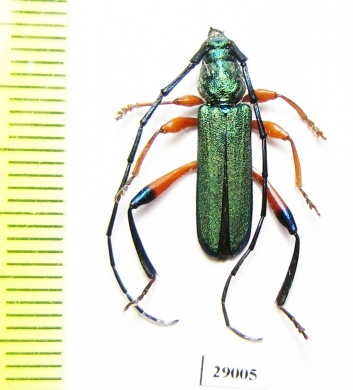 Cerambycidae sp.  Tanzania - INSECTS-STORE.RU