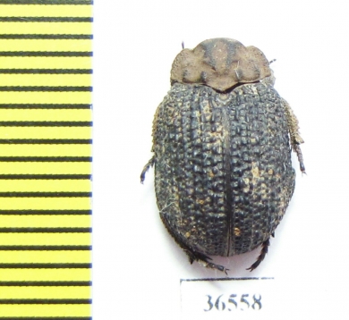 Trogidae sp.  Namibia - INSECTS-STORE.RU