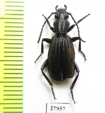 Triaenogenius sp.  Angola - INSECTS-STORE.RU