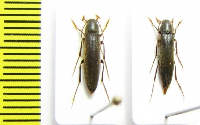 Serropalpus barbatus  Russia, Tver reg. - INSECTS-STORE.RU