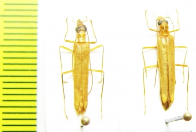 Oedemeridae sp.  Malaysia - INSECTS-STORE.RU