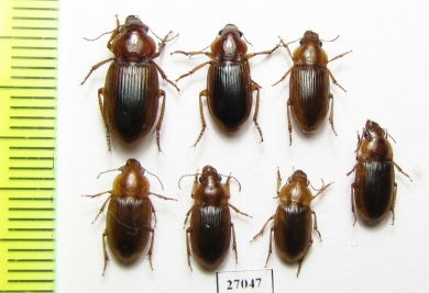 Carabidae sp.  South Africa Rep. - INSECTS-STORE.RU