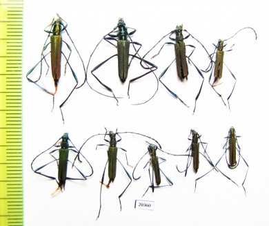 Cerambycidae sp.  Thailand - INSECTS-STORE.RU