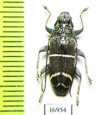 Tmesisternus trivittatus  Indonesia, Wokam isl. - INSECTS-STORE.RU