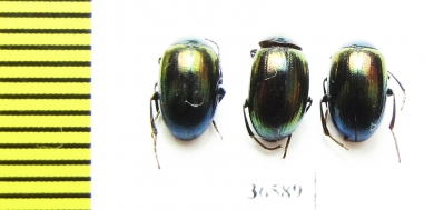 Tenebrionidae sp.  Indonesia, Kalimantan - INSECTS-STORE.RU