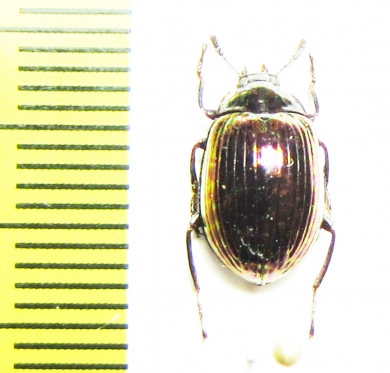 Tenebrionidae sp.  Malaysia - INSECTS-STORE.RU