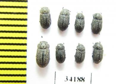 Melanimon tibialis  Russia, Tver reg. - INSECTS-STORE.RU