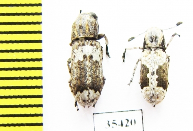 Anthribidae sp.  South Africa Rep. - INSECTS-STORE.RU