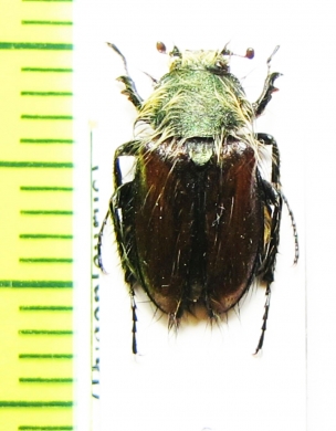 Pygopleurus sexualis  Turkey - INSECTS-STORE.RU