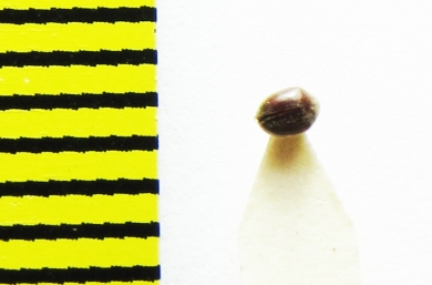 Dorcatoma sp.?  Cambodia - INSECTS-STORE.RU