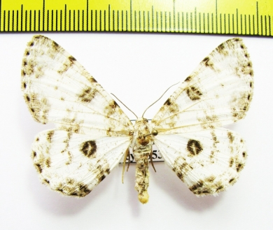 Ophthalmitis albosignaria  Russia, Far East - INSECTS-STORE.RU