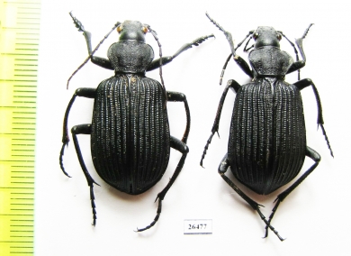 Calosoma sp., pair  Mozambique - INSECTS-STORE.RU