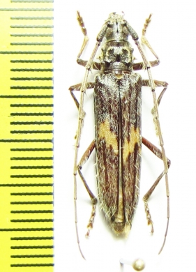 Eurystea lacodairei  Brasilia - INSECTS-STORE.RU