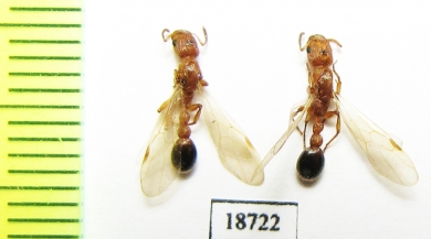 Formicidae sp.  Indodesia, Sumatra - INSECTS-STORE.RU