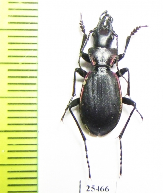 Carabus (Cechenochilus) boeberi longiceps  Georgia - INSECTS-STORE.RU