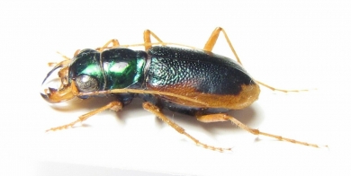 Megacephala australasiae, female  Australia - INSECTS-STORE.RU