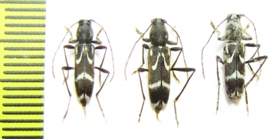 Chlorophorus sp.  Russia, Far East - INSECTS-STORE.RU