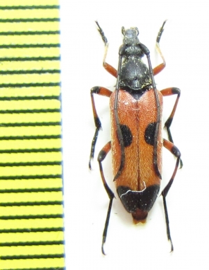 Nustera distigma  Spain - INSECTS-STORE.RU