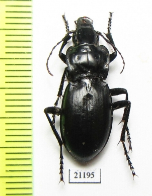 Pseudotaphoxenus sp.  Russia, Irkutsk reg. - INSECTS-STORE.RU