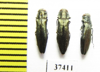 Agrilus sp.  Russia, Voronezh reg. - INSECTS-STORE.RU