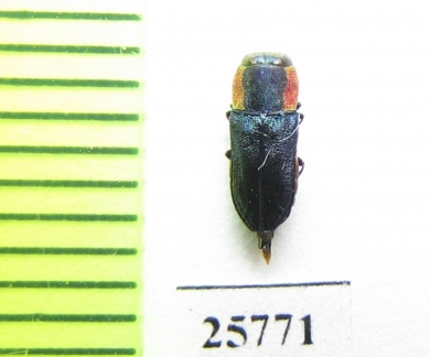 Anthaxia sp.  South Africa Rep. - INSECTS-STORE.RU