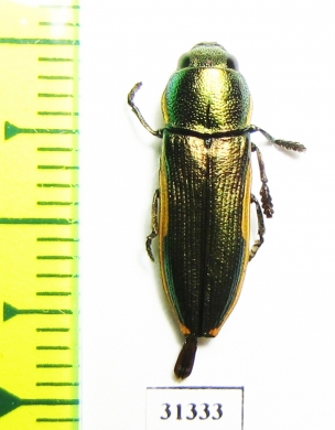 Thrincopyge ambiens  USA - INSECTS-STORE.RU