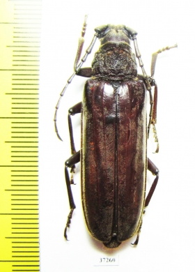 Cerambycidae sp.  South Africa Rep. - INSECTS-STORE.RU