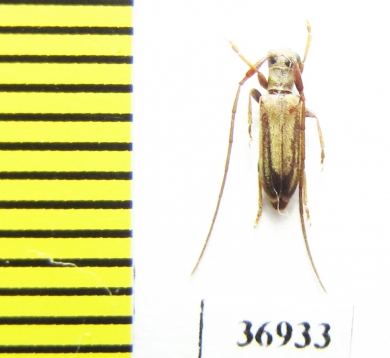 Cerambycidae sp.  South Africa Rep. - INSECTS-STORE.RU