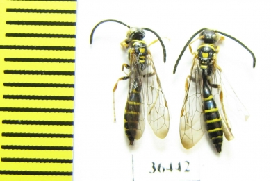 Tiphiidae sp.  Cuba - INSECTS-STORE.RU