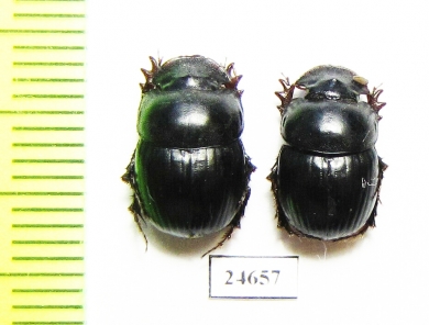 Metacatharsius ? inermis  Pakistan - INSECTS-STORE.RU