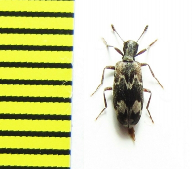 Agnathus decoratus  Czech Rep. - INSECTS-STORE.RU