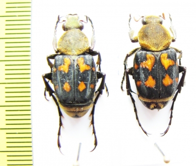 Epitrichius cupreipes, pair  Taiwan - INSECTS-STORE.RU