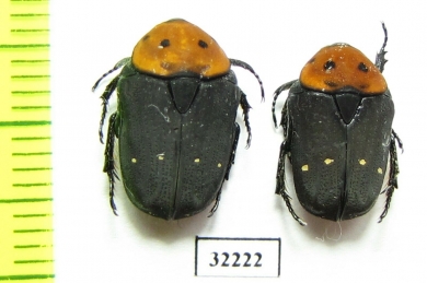 Tephraea dichroa  South Africa Rep. - INSECTS-STORE.RU