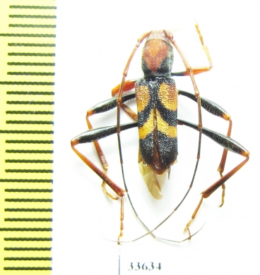 Aridaeus nigripes  Australia - INSECTS-STORE.RU