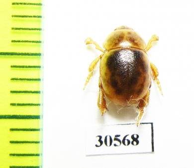 Tenebrionidae sp.  New Zealand - INSECTS-STORE.RU