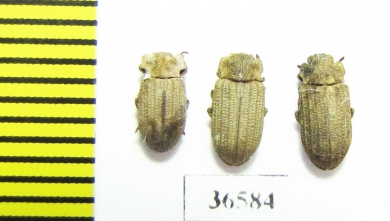 Tenebrionidae sp.  Laos - INSECTS-STORE.RU