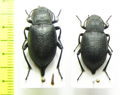Blaps reflexa, pair  Russia, Kemerovo reg. - INSECTS-STORE.RU